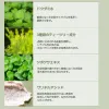 Houttuynia Cordata 88 Deep Cleansing Foam